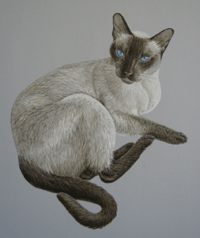 PortraitDeep blue eyes (Tonkinese Cat) by Akvile Lawrence