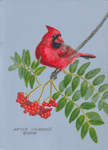 WildlifeNorthern Cardinal, male: Cardinalis cardinalis by Akvile Lawrence