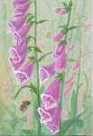 Foxglove and bee: Digitalis purpurea and apis mellifera (honeybee), bumblebee: bombus lapi Realistic Wildlife Painting by Akvile Lawrence