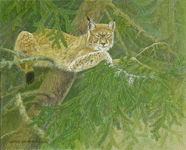 WildlifeEurasian lynx:  lynx lynx by Akvile Lawrence