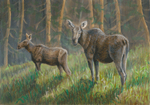 Moose and calf: Alces alces  Realistic Wildlife Painting by Akvile Lawrence