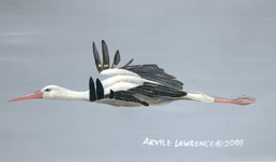 White Stork: Ciconia ciconia  Realistic Wildlife Painting by Akvile Lawrence